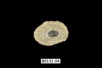 藏品(網目松螺)的圖片